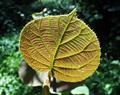 Actinidia chinensis